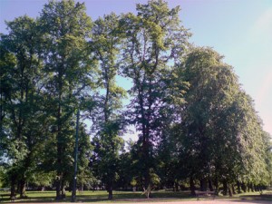 in the park
